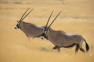 Oriksi ili sulfas Oriksi ili sulfas